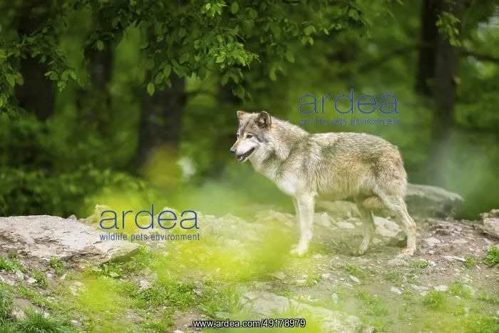 : Eastern wolf (Canis lupus lycaon) standing on a little hill : Eastern wolf (Canis lupus lycaon) standing on a little hill