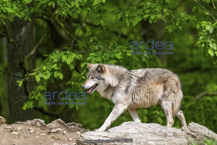 : Eastern wolves (Canis lupus lycaon) walking on a little hill : Eastern wolves (Canis lupus lycaon) walking on a little hill
