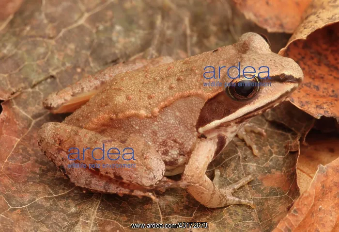 : Eastern Wood Frog : Eastern Wood Frog