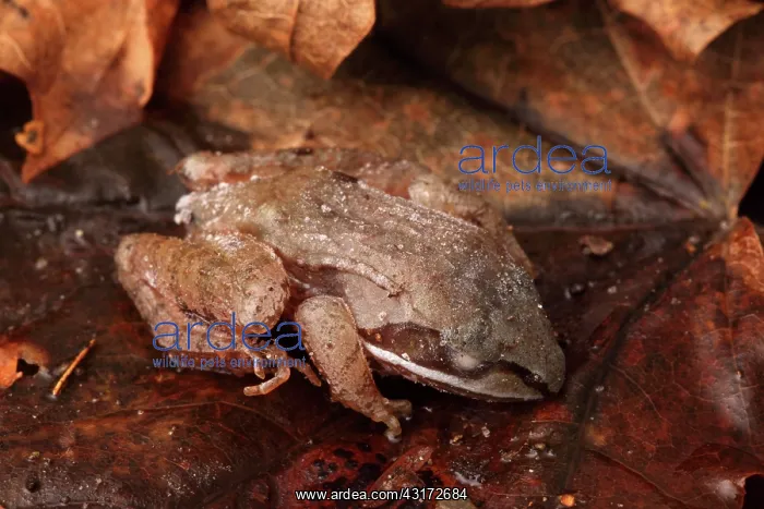 : Eastern Wood Frog Hibernating : Eastern Wood Frog Hibernating