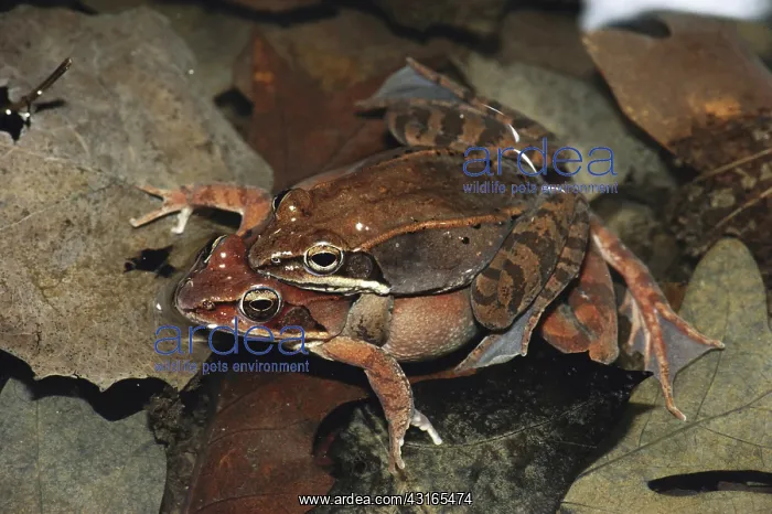 : Eastern Wood Frogs : Eastern Wood Frogs