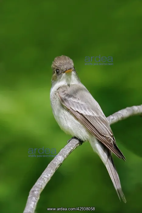  : Eastern Wood Pewee