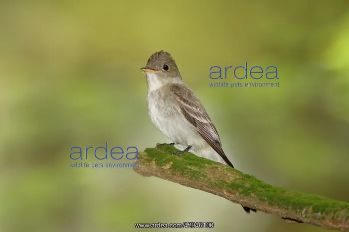 : Eastern Wood Pewee : Eastern Wood Pewee
