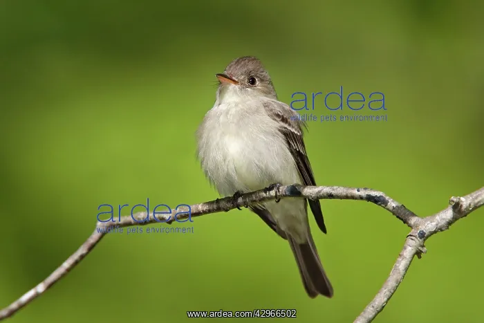 : Eastern Wood Pewee : Eastern Wood Pewee
