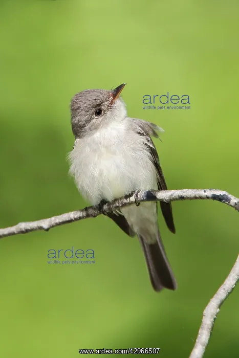 : Eastern Wood Pewee : Eastern Wood Pewee
