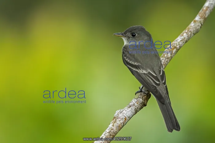 : Eastern Wood Pewee (Contopus virens)Putumayo, Colombia : Eastern Wood Pewee (Contopus virens)Putumayo, Colombia