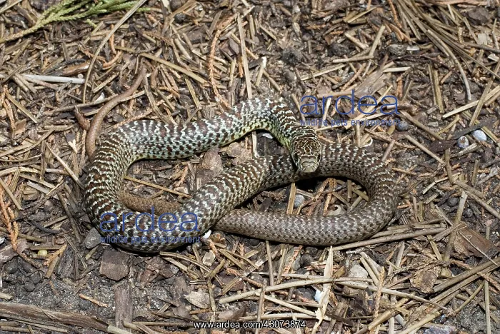: Eastern yellow-bellied racer : Eastern yellow-bellied racer