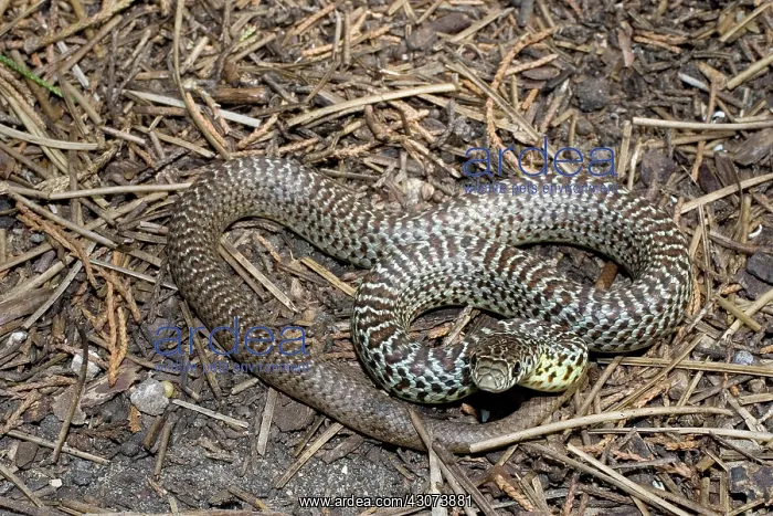 : Eastern yellow-bellied racer : Eastern yellow-bellied racer