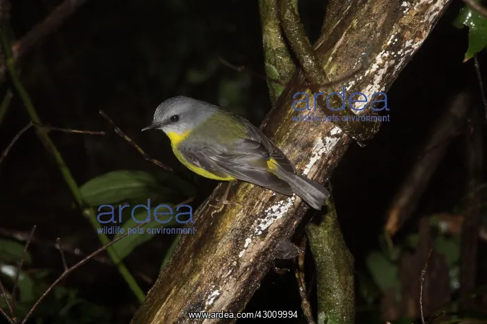 : Eastern Yellow Robin : Eastern Yellow Robin