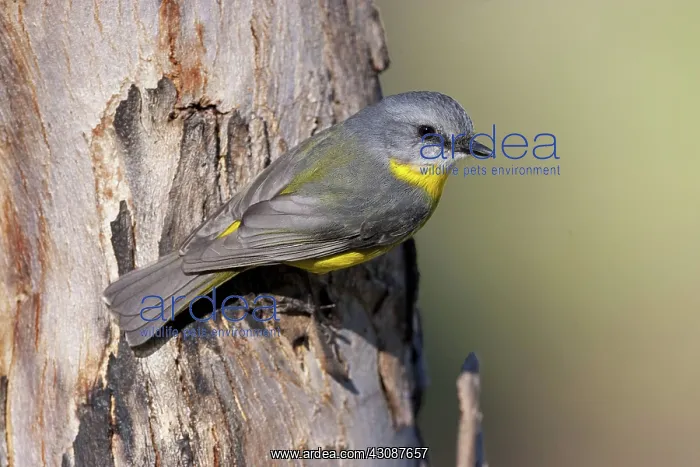 : Eastern Yellow Robin : Eastern Yellow Robin