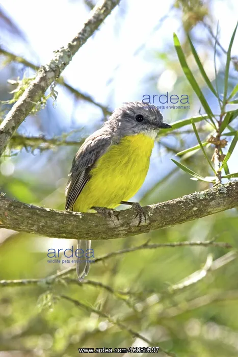 : Eastern yellow robin : Eastern yellow robin