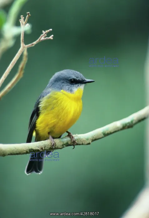 : Eastern Yellow Robin - Perched : Eastern Yellow Robin - Perched