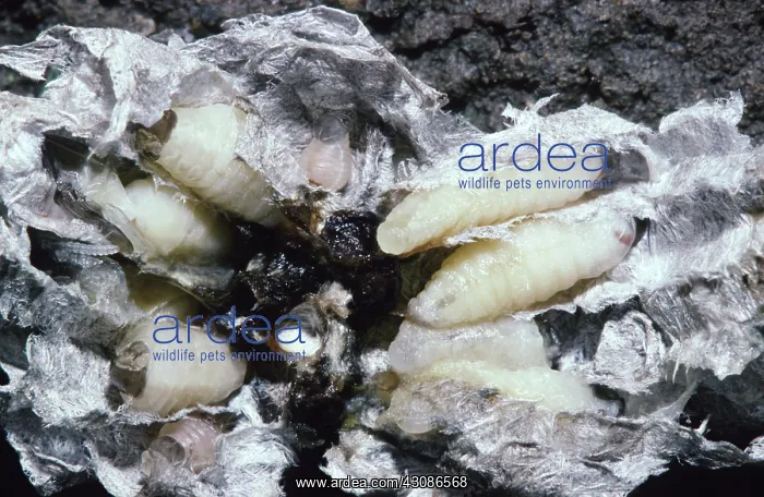 : Eastern Yellowjacket Larvae : Eastern Yellowjacket Larvae