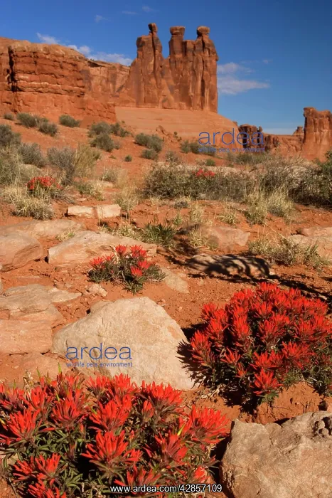 : Eastwood's paintbrush - bright red blooming desert : Eastwood's paintbrush - bright red blooming desert