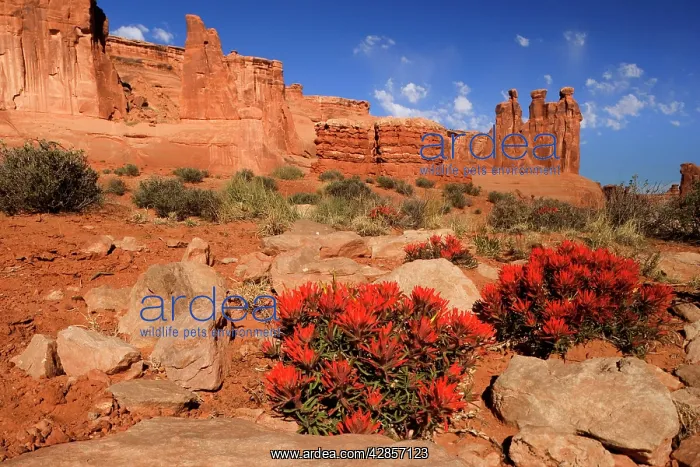 : Eastwood's paintbrush - bright red blooming desert : Eastwood's paintbrush - bright red blooming desert