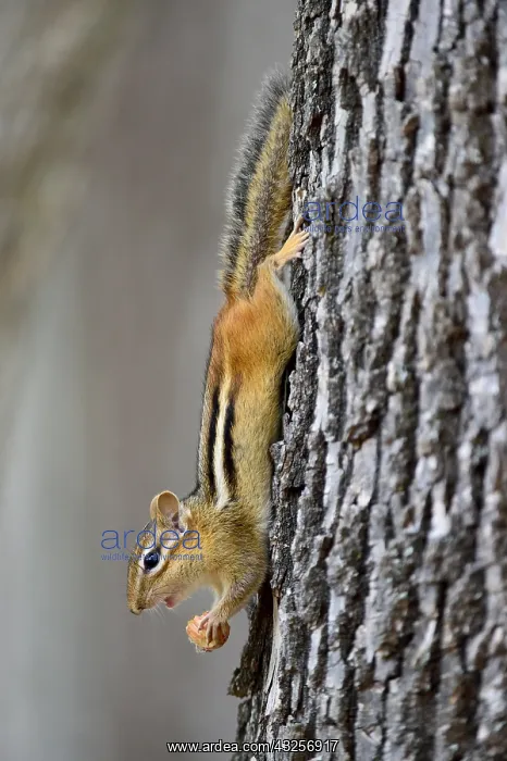 : Eating Eastern chipmunk (Tamias striatus) on t : Eating Eastern chipmunk (Tamias striatus) on t