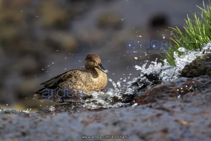 : Eaton's Pintail : Eaton's Pintail
