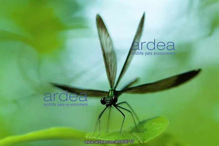  : Ebony Jewelwing Damselfly