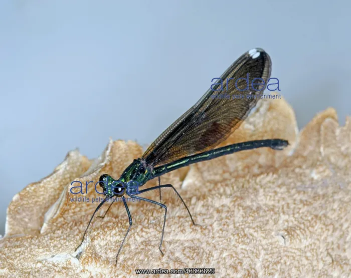 : Ebony Jewelwing damselfly : Ebony Jewelwing damselfly