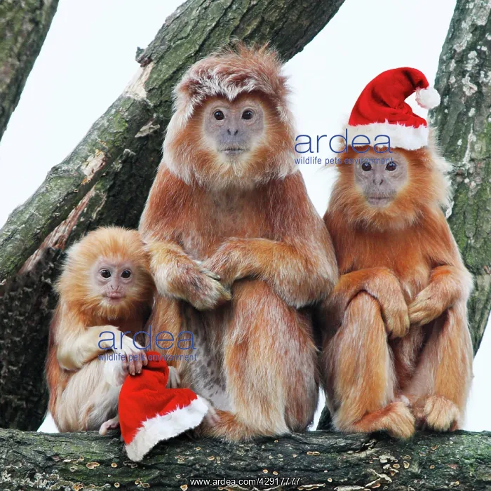 : Ebony Leaf Monkey / Javan Langur - 2 adults and : Ebony Leaf Monkey / Javan Langur - 2 adults and