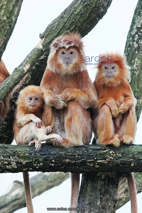 : Ebony Leaf Monkey / Javan Langur - 2 adults and young animal : Ebony Leaf Monkey / Javan Langur - 2 adults and young animal