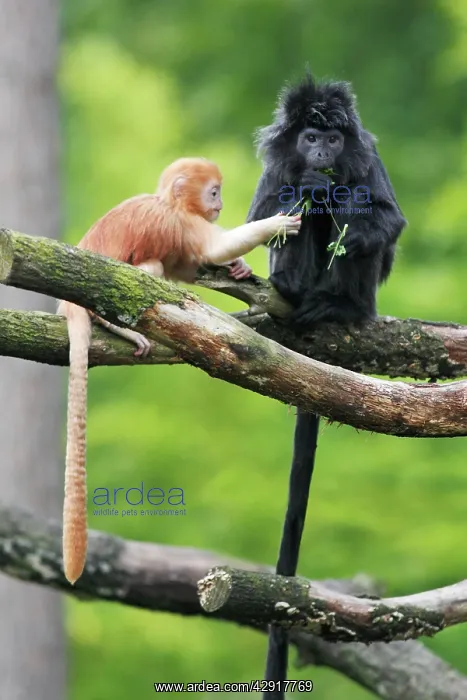 : Ebony Leaf Monkey / Javan Langur - adult with young : Ebony Leaf Monkey / Javan Langur - adult with young