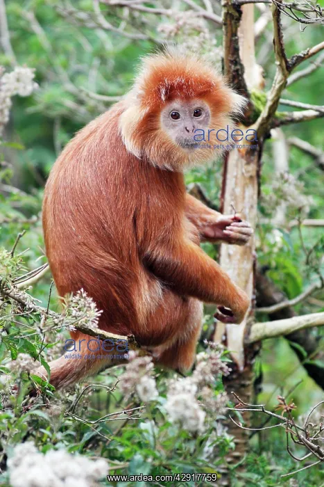 : Ebony Leaf Monkey / Javan Langur - animal resting : Ebony Leaf Monkey / Javan Langur - animal resting