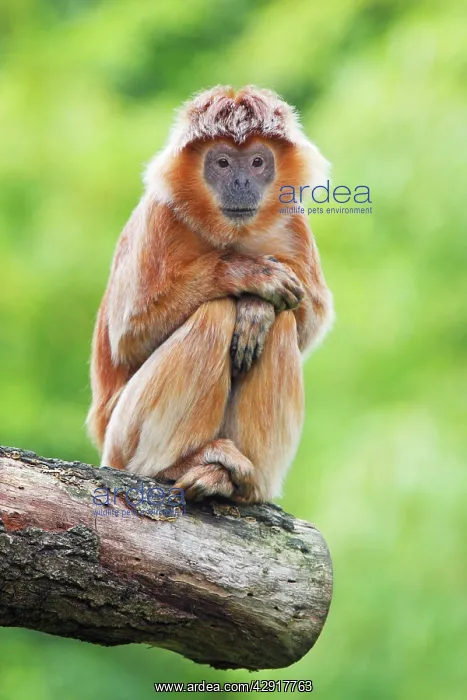 : Ebony Leaf Monkey / Javan Langur - animal resting : Ebony Leaf Monkey / Javan Langur - animal resting