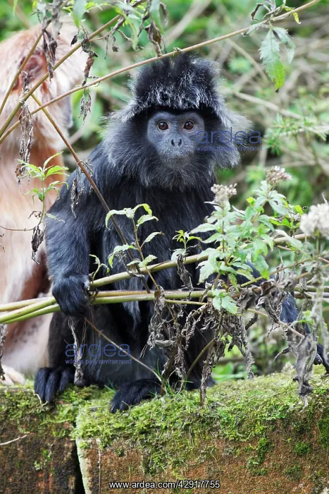 : Ebony Leaf Monkey / Javan Langur - animal showing : Ebony Leaf Monkey / Javan Langur - animal showing