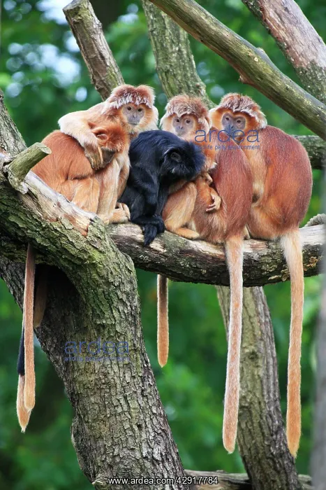 : Ebony Leaf Monkey / Javan Langur - family group : Ebony Leaf Monkey / Javan Langur - family group