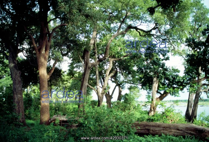 : Ebony Trees : Ebony Trees