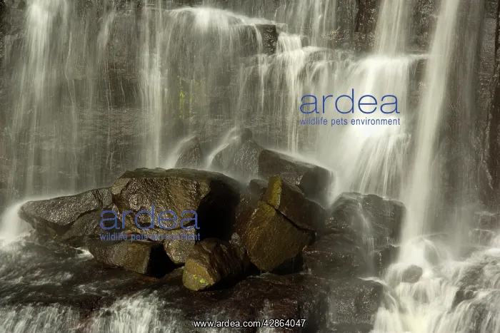 : Ebor Falls : Ebor Falls