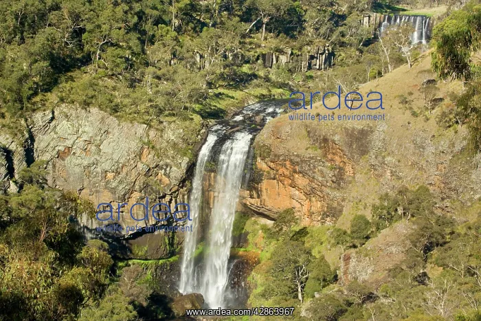: Ebor Falls - upper and lower section of this waterfall : Ebor Falls - upper and lower section of this waterfall