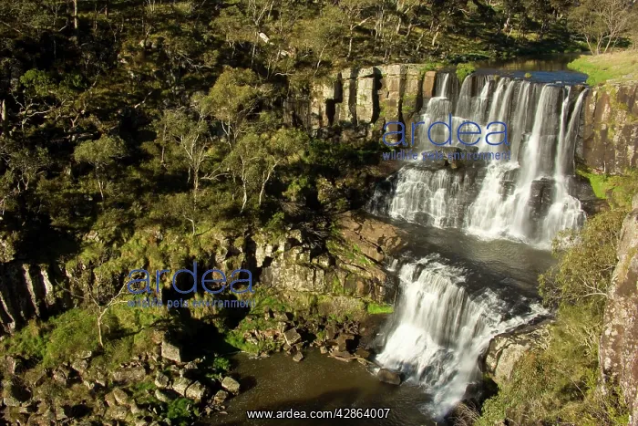 : Ebor Falls - upper section of this waterfall : Ebor Falls - upper section of this waterfall