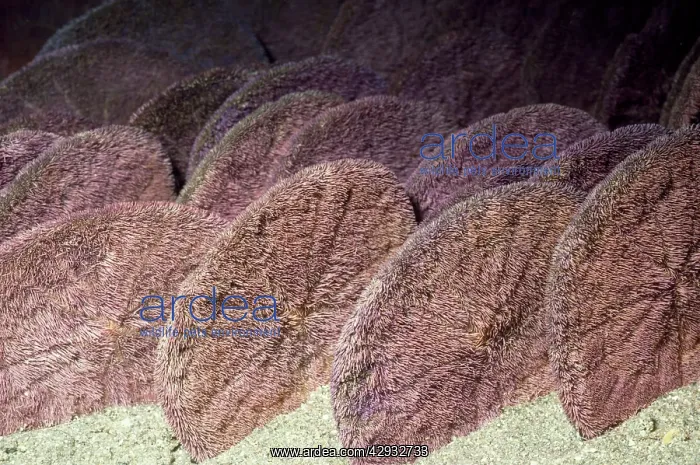 : Eccentric Sand Dollar : Eccentric Sand Dollar