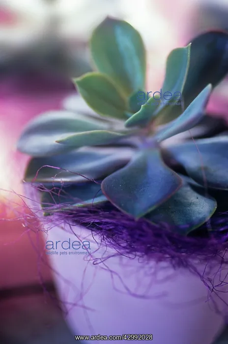  : Echeveria