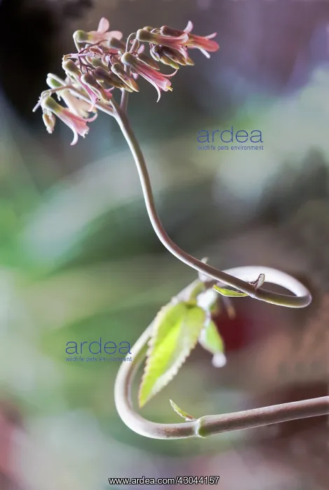 : Echeveria : Echeveria