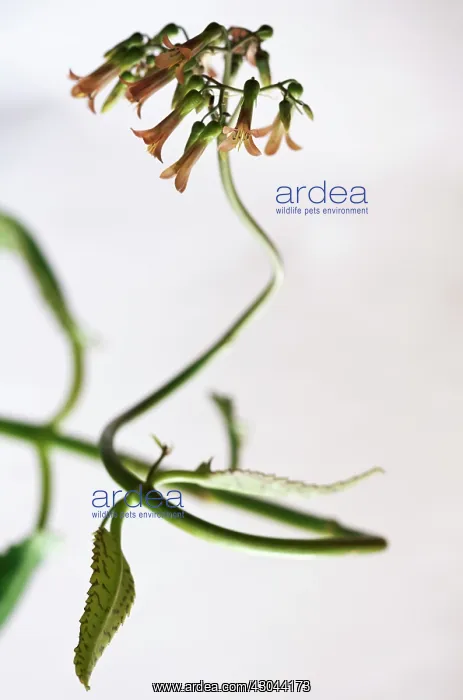 : Echeveria : Echeveria