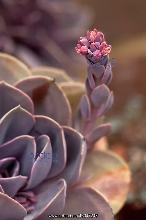 : Echeveria Perle von Nurnberg. Succulent plant with rosette of purplish grey leaves : Echeveria Perle von Nurnberg. Succulent plant with rosette of purplish grey leaves