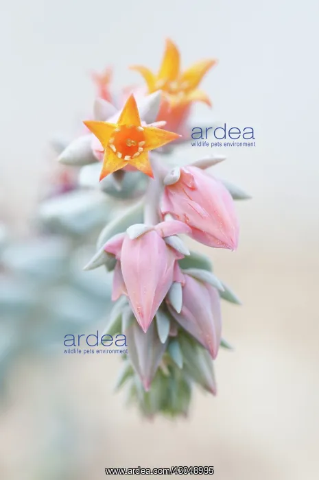: Echeveria, Echeveria Afterglow : Echeveria, Echeveria Afterglow