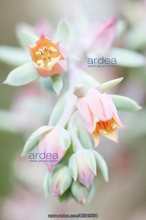 : Echeveria, Echeveria Afterglow : Echeveria, Echeveria Afterglow