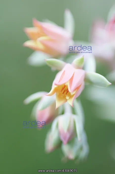 : Echeveria, Echeveria Afterglow : Echeveria, Echeveria Afterglow