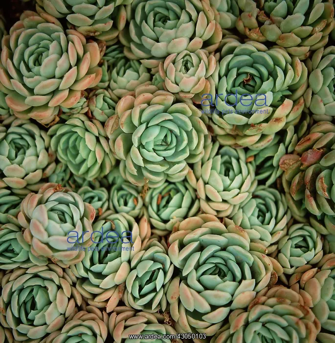 : Echeveria. Echeveria : Echeveria. Echeveria