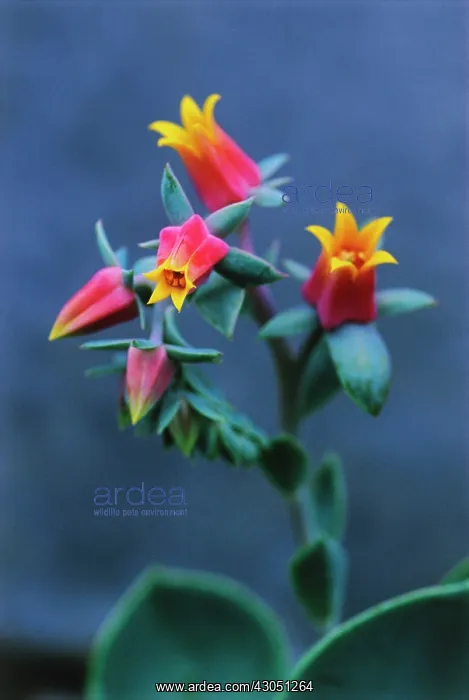  : Echeveria