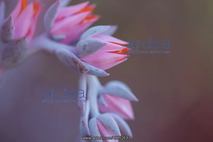: Echeveria, Echeveria Afterglow : Echeveria, Echeveria Afterglow