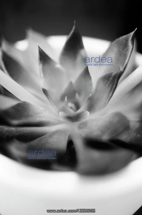 : Echeveria : Echeveria