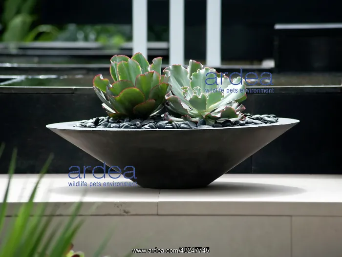 : Echeveria. Chelsea Flowershow 2009, The Canary Islands Spa Garden designed by James Wong : Echeveria. Chelsea Flowershow 2009, The Canary Islands Spa Garden designed by James Wong