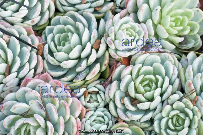 : Echeveria, Echeveria elegans, close up showing tight floral : Echeveria, Echeveria elegans, close up showing tight floral