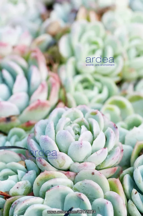 : Echeveria, Echeveria elegans, close up showing tight floral : Echeveria, Echeveria elegans, close up showing tight floral