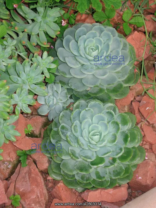 : Echeveria elegans - Succulent : Echeveria elegans - Succulent